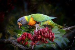 A-Lorikeets-Lunch-1